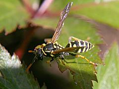 European Paper Wasp